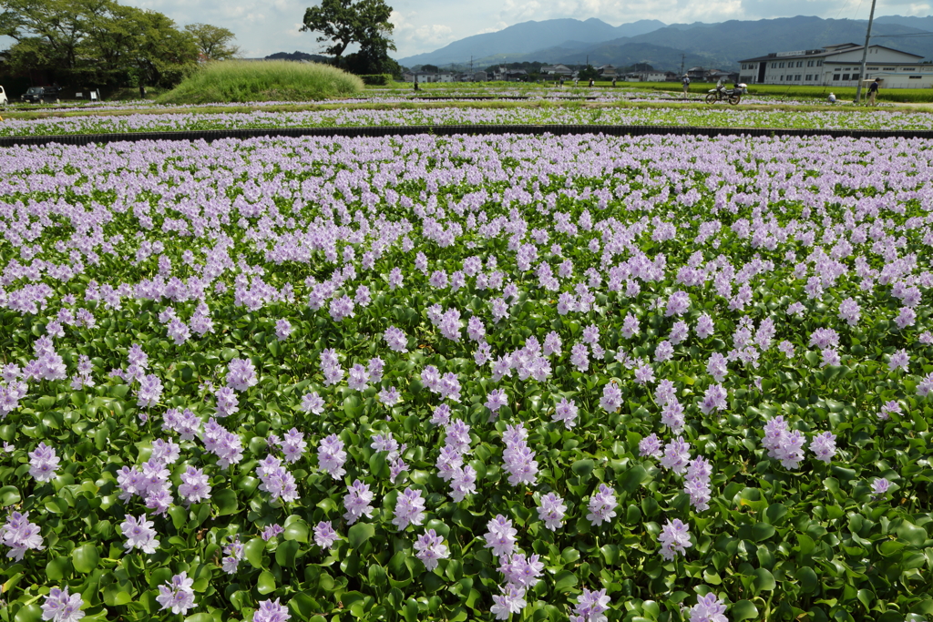 盛夏に咲く布袋青井