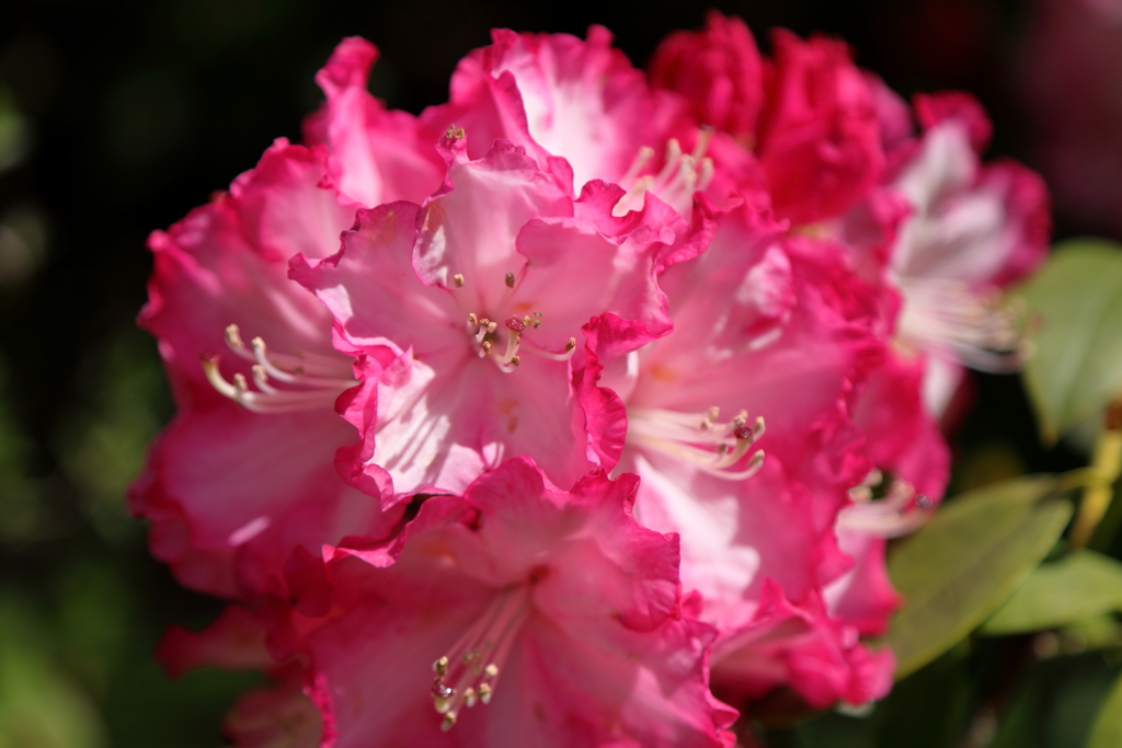 春、シャクナゲの花