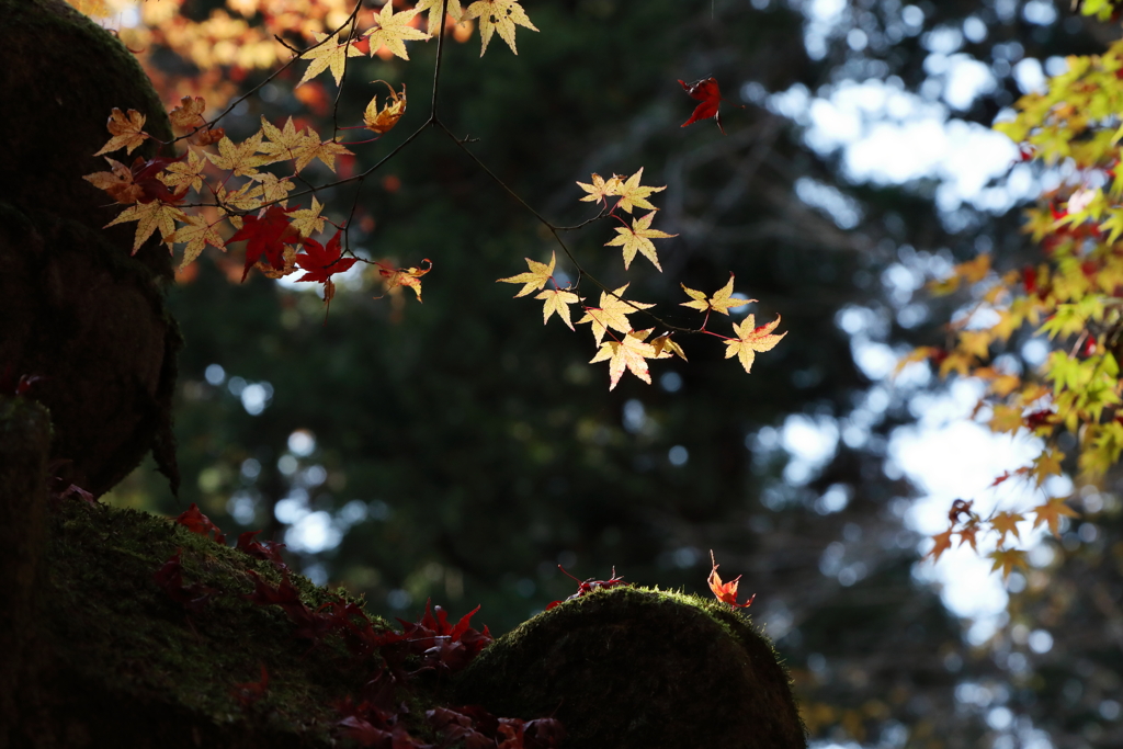 秋深し　室生寺