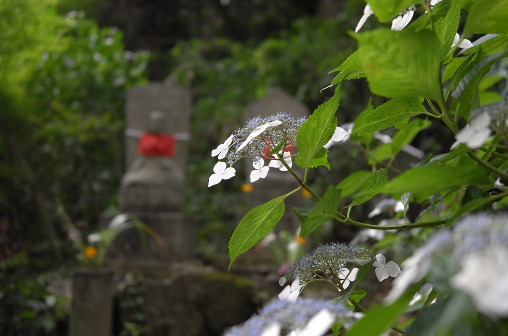 奈良のあじさい寺