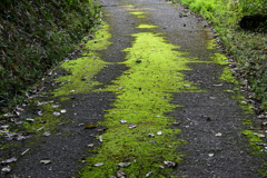 苔が光る道 苔が光る道