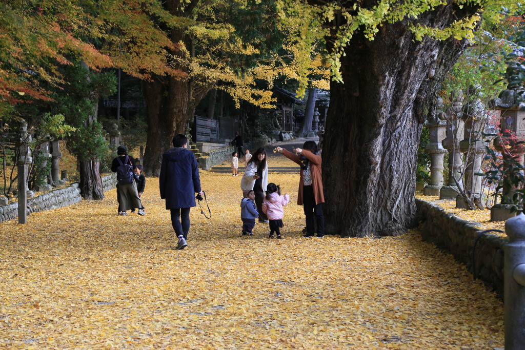 銀杏に集う