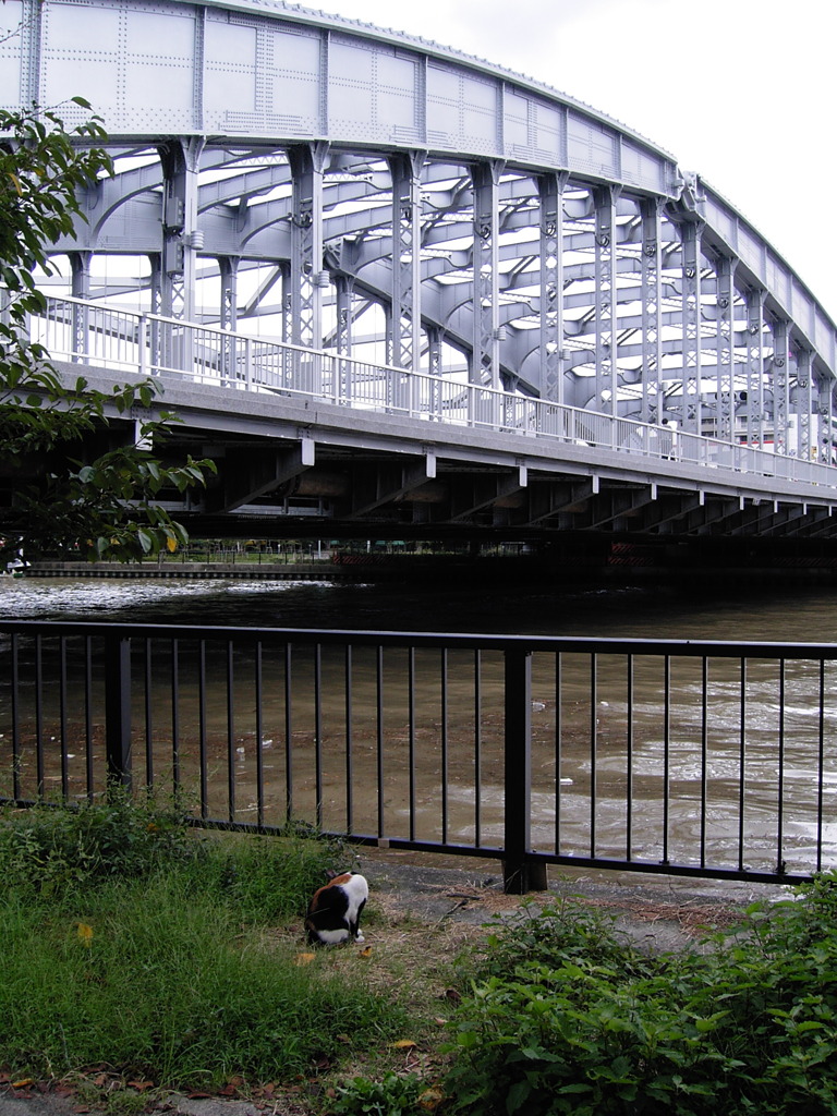 大川の銀橋
