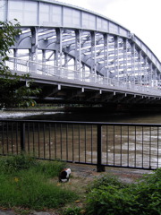 大川の銀橋