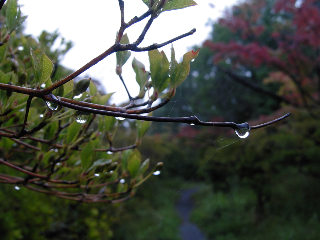 雨上がり