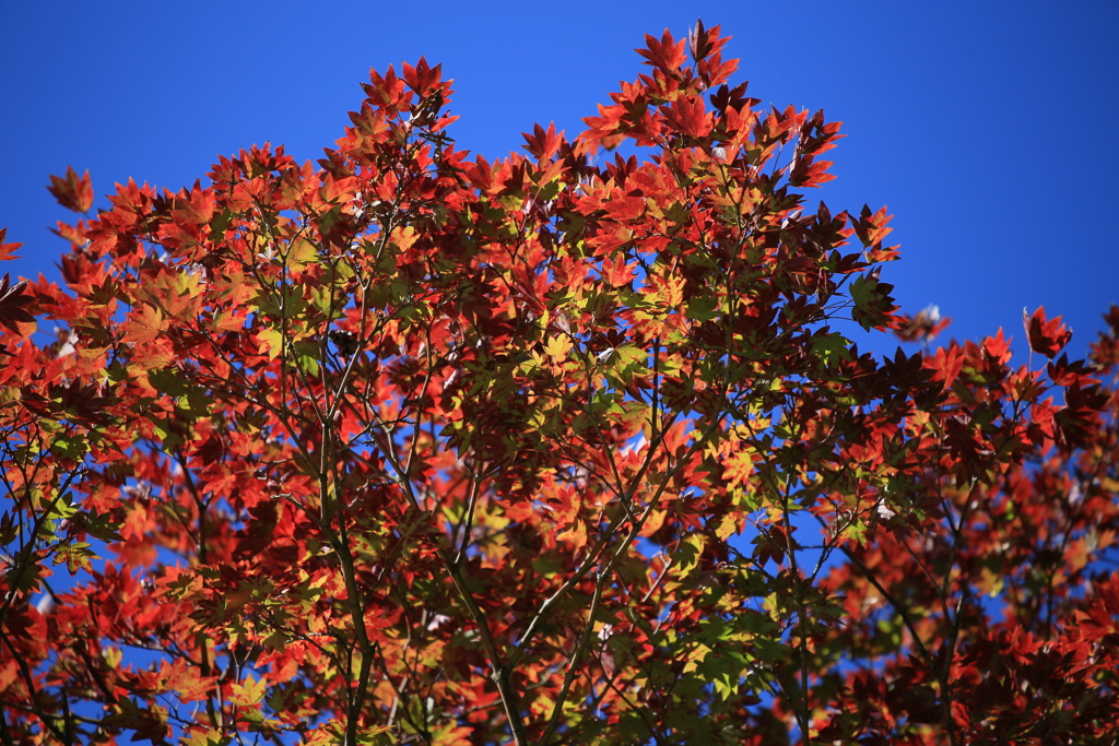 紅葉の頃