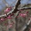 桜狩り