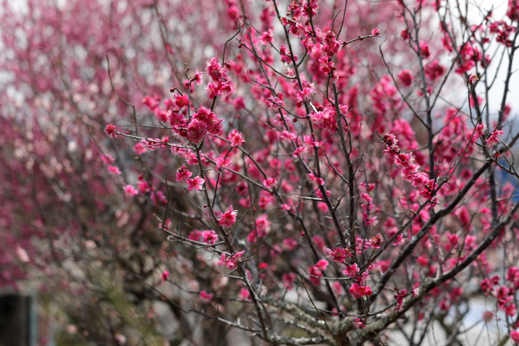 梅の花