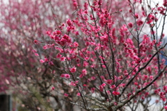 梅の花