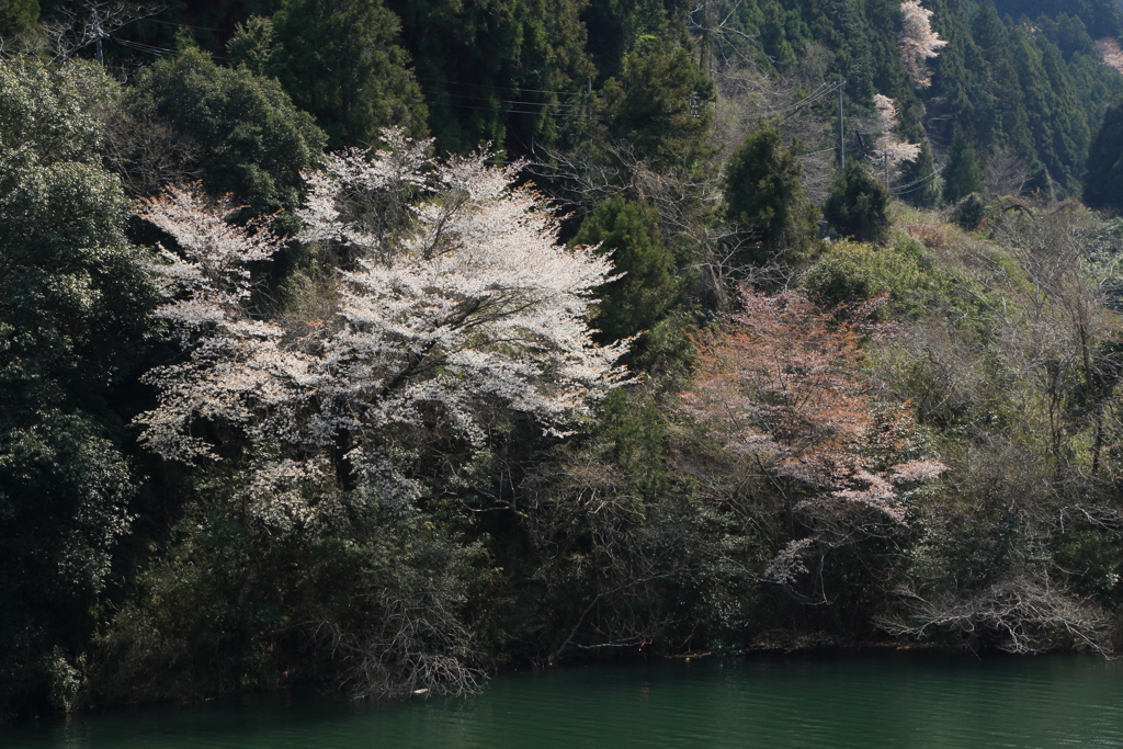 山桜