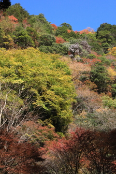 赤目渓谷の秋
