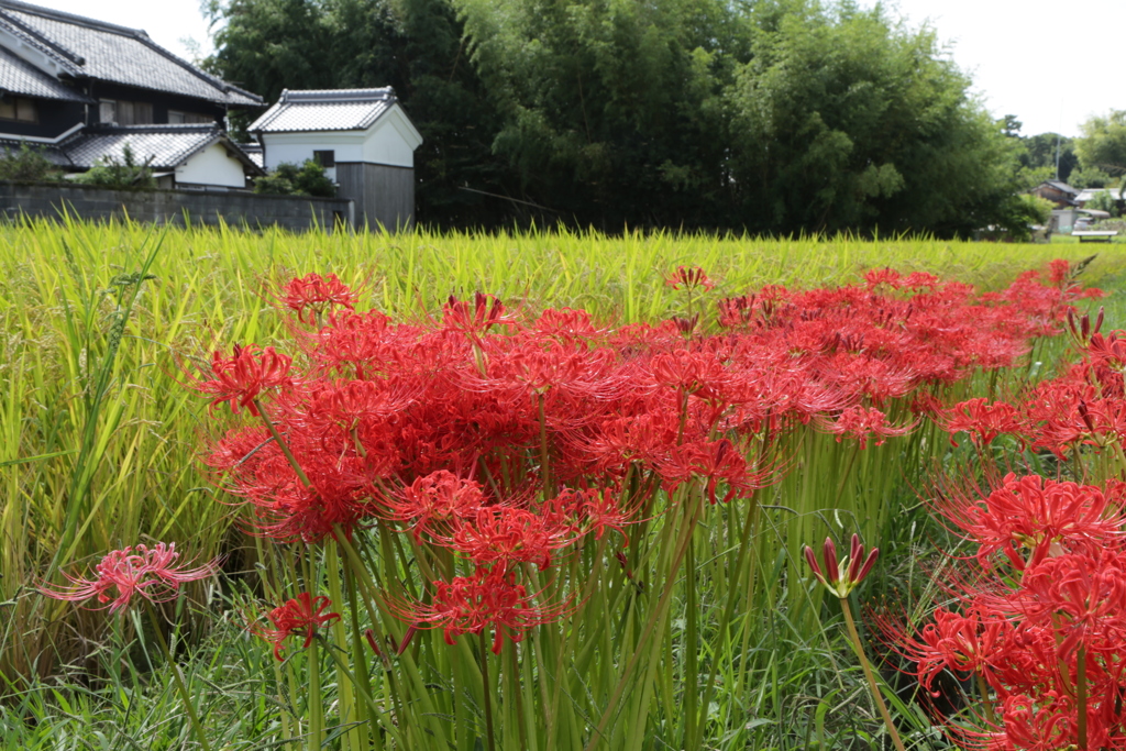 斑鳩の里　田園風景