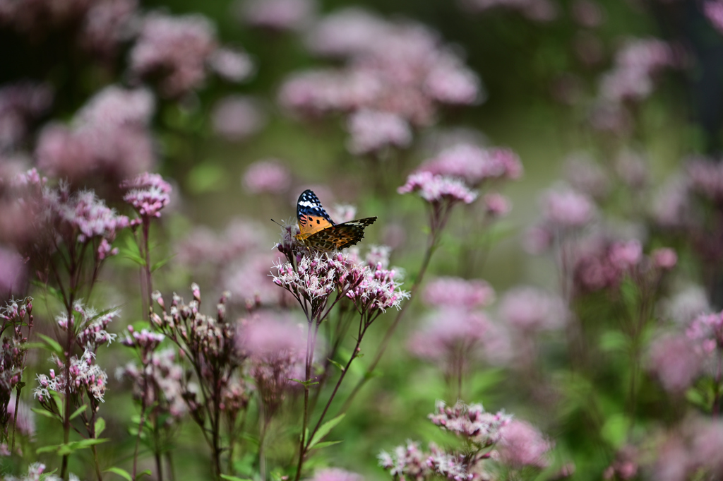 フジバカマと蝶