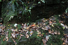 秋寒　赤目四十八滝