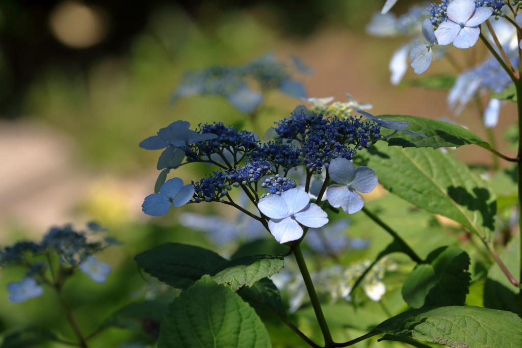 弥勒寺の紫陽花