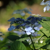 弥勒寺の紫陽花