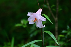 笹ゆりの花