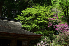 春めく室生寺
