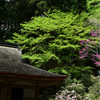 春めく室生寺