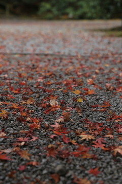 室生寺・紅葉