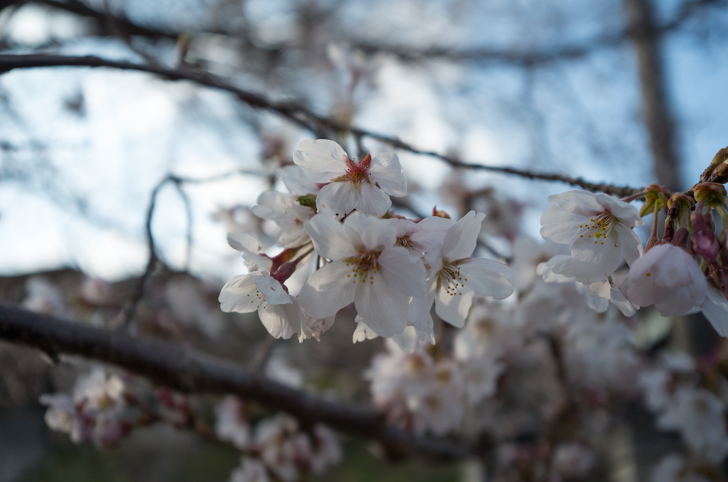 花時