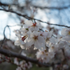 花時