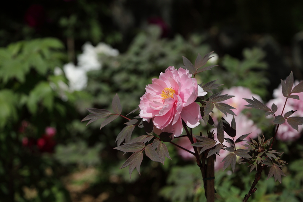 花の寺　長谷寺