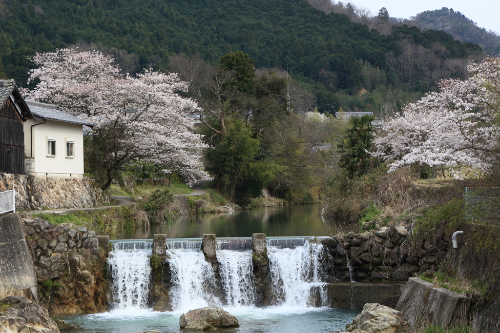 桜三昧