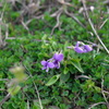 花時