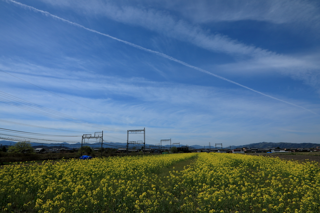 青空と菜の花