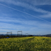 青空と菜の花
