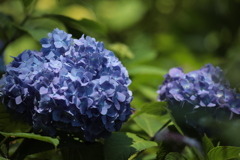 弥勒寺の紫陽花