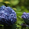 弥勒寺の紫陽花