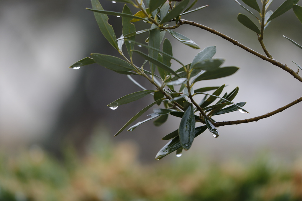 春の雨・滴