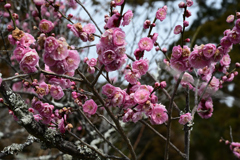 梅の花