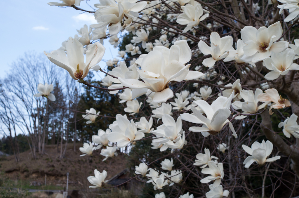 花時