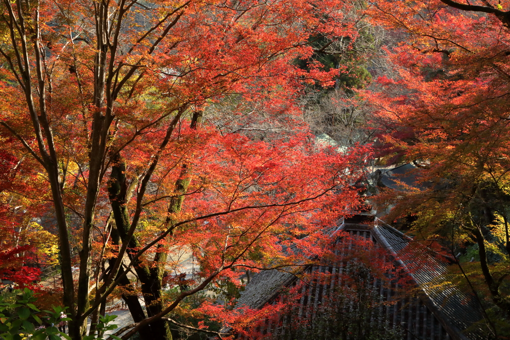 錦の山寺