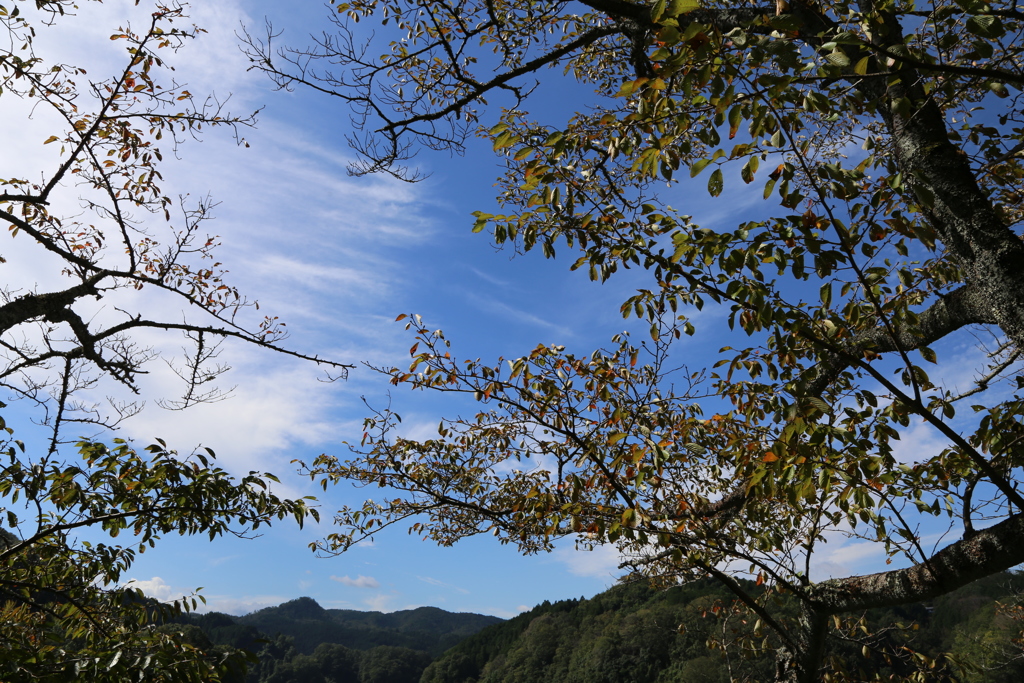 香落渓　紅葉はまだまだ