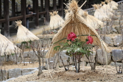 笠地蔵　長谷寺の寒牡丹