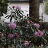 石楠花の寺