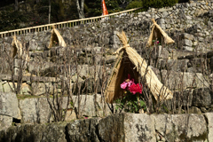 長谷寺の寒牡丹