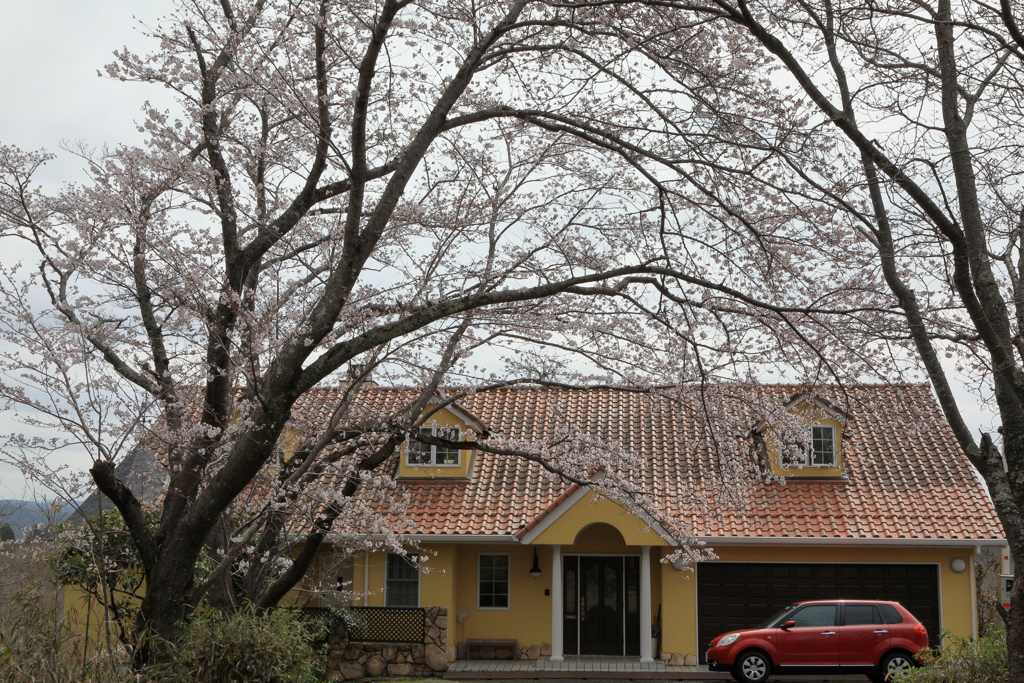 桜のある風景