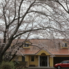 桜のある風景