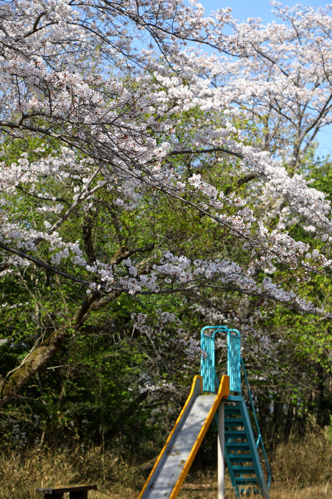 桜の咲く風景