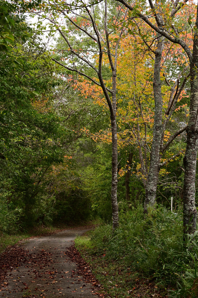 秋色の散歩道