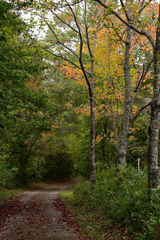 秋色の散歩道