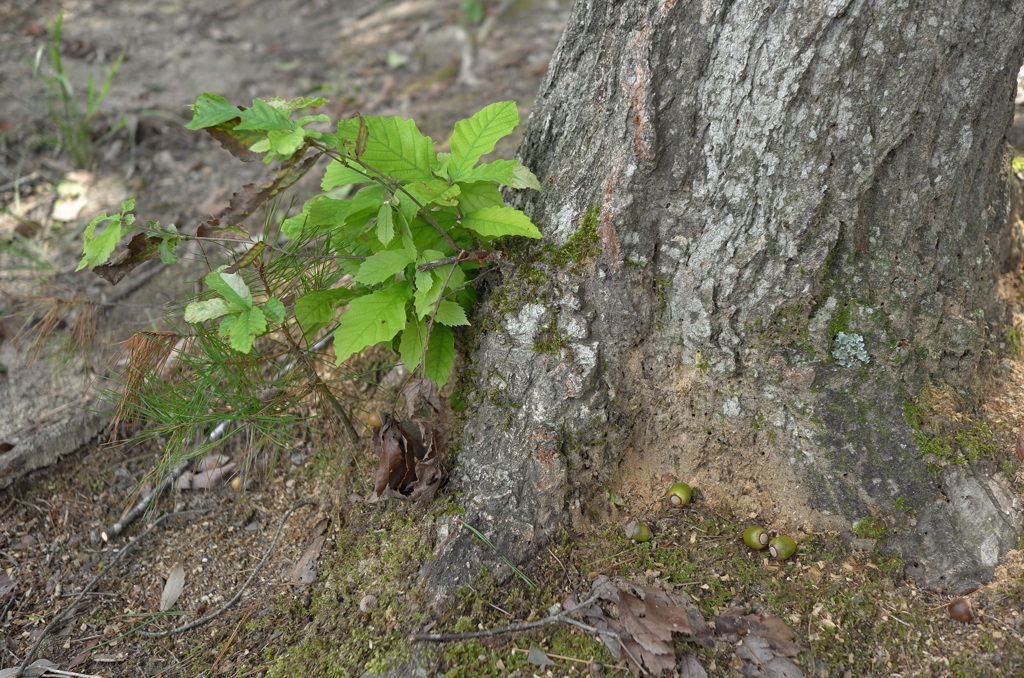 ちょっと秋、散歩