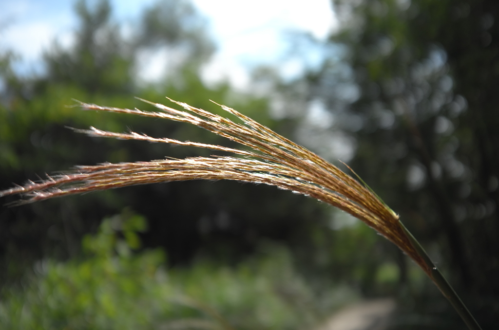 ちょっと秋、散歩