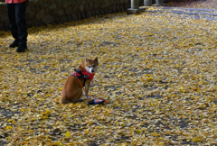 積田神社の紅葉