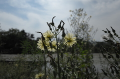 ちょっと秋、散歩